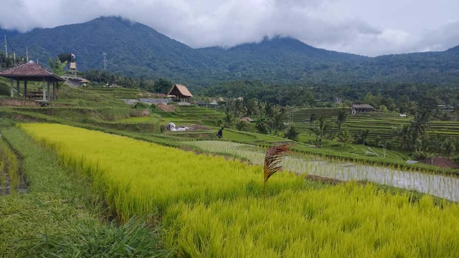 Bali: Jatiluwih Full-Day E-Bike and Trekking Tour - Finishing at a Balinese Rural Compound (and Why That Ending Works)