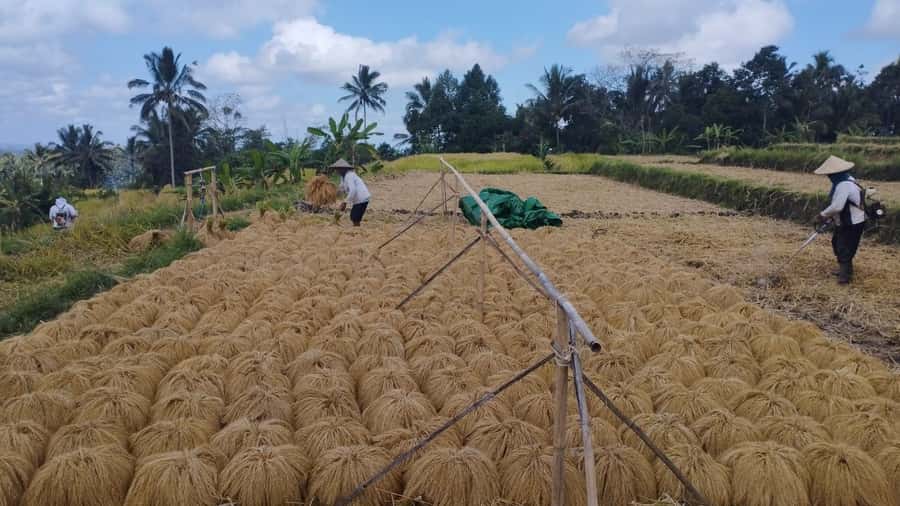 Bali: Jatiluwih Full-Day E-Bike and Trekking Tour - Pura Luhur Batukaru to the Countryside: Your E-Bike Gets You There Fast