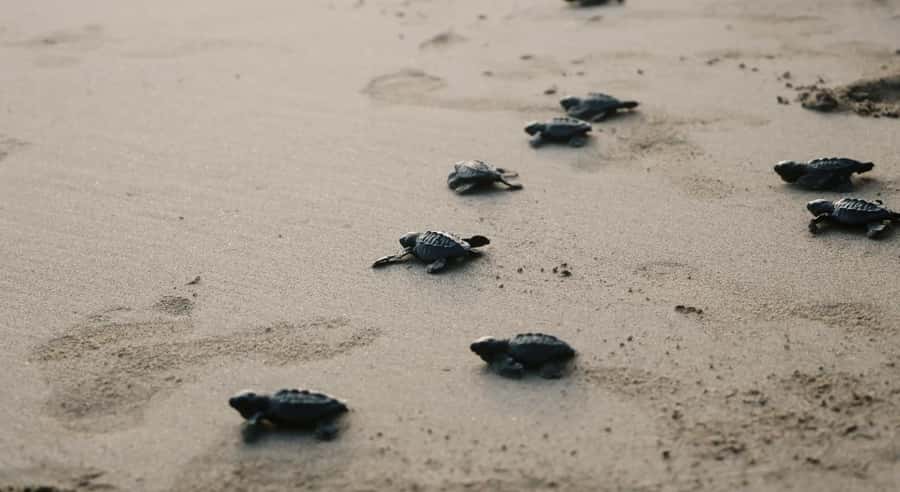 Bali: Melasti Beach, GWK Cultural park, Kecak, Turtle Island - Melasti Beach near Padang Padang: a calmer shoreline break