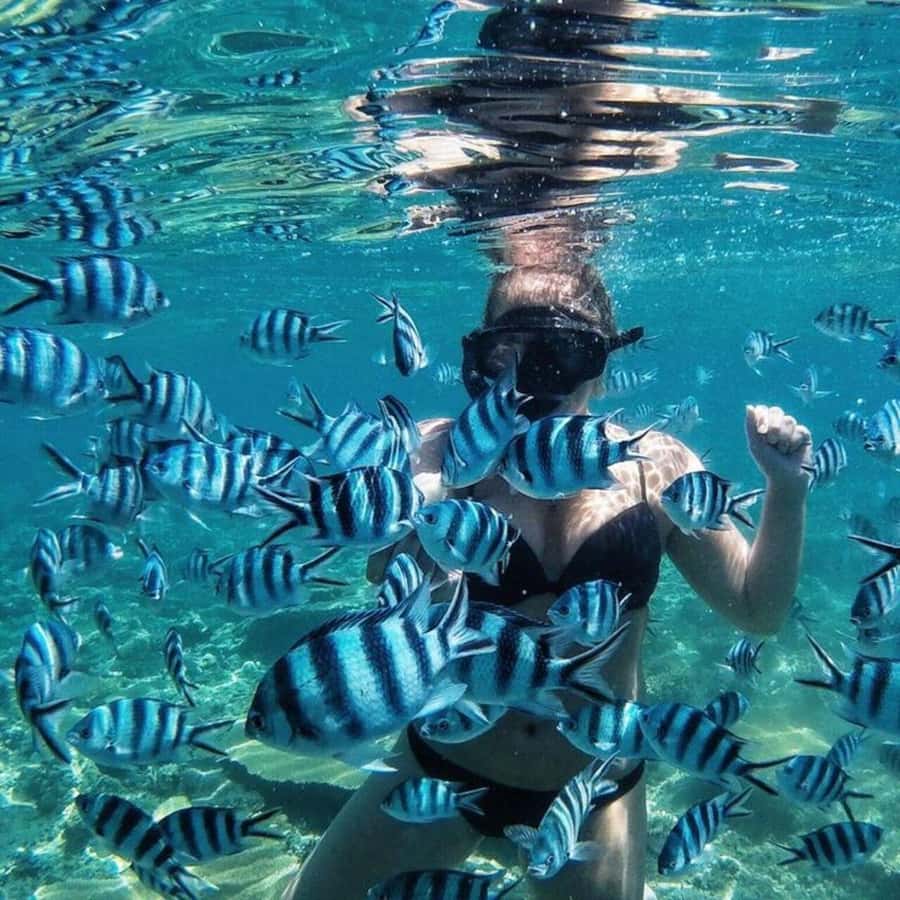 Bali/Nusa Dua: Snorkeling, Glass Boat Ride & Turtle Center - Key things to know before you go