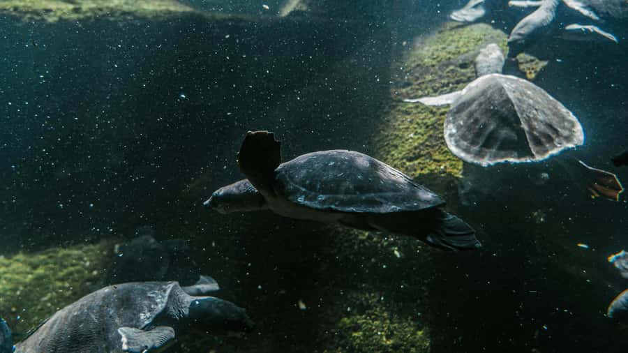 Bali/Nusa Dua: Snorkeling, Glass Boat Ride & Turtle Center - Turtle Island in Tanjung Benoa: Conservation Learning With an Uncomfortable Side