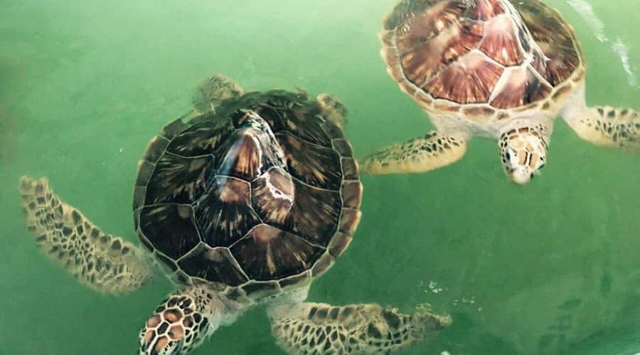 Bali/Nusa Dua: Snorkeling, Glass Boat Ride & Turtle Center - Packing and Snorkeling Habits for Better Underwater Photos