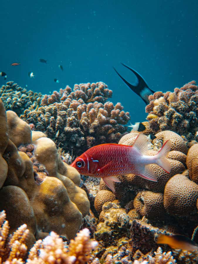 Bali/Nusa Dua: Snorkeling, Glass Boat Ride & Turtle Center - Should You Book This Bali Snorkeling + Glass Boat + Turtle Stop?