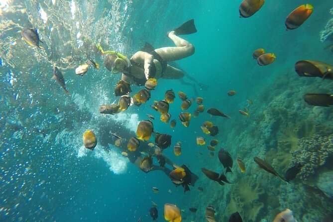 Bali Nusa Penida and Private Snorkeling (Manta Bay, Gamat, Wall) - Price and value: what $145 is buying you
