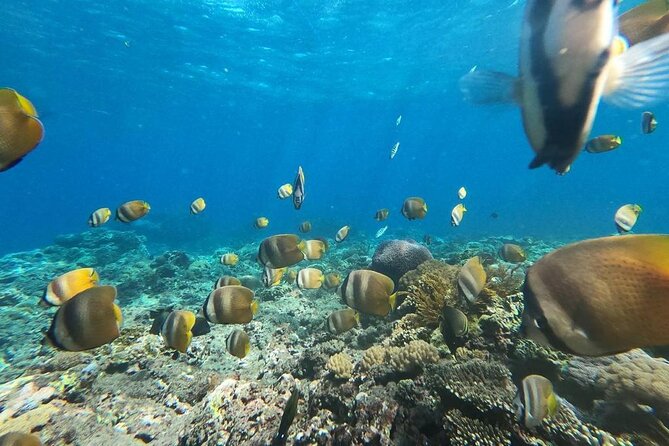 Bali Nusa Penida and Private Snorkeling (Manta Bay, Gamat, Wall) - The Sanur fastboat crossing: public boat, private comfort