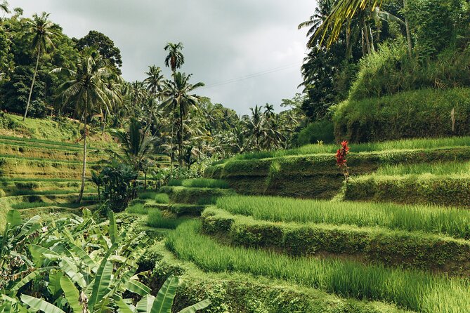 Bali Private Car Full Day Customized Tour With Drone Service - Tegalalang rice terraces and UNESCO Jatiluwih: the drone-friendly part of the day