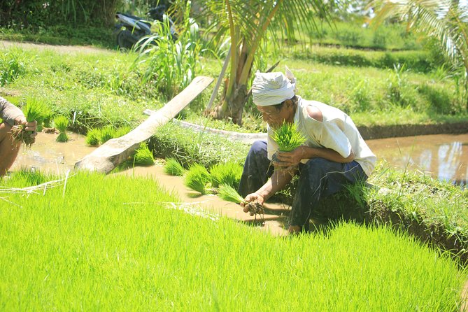 Bali Quad and Buggy Discovery Tour, Including Round-Trip Transfer - Buffet Lunch at a Local Restaurant: Fuel Without the Hunt