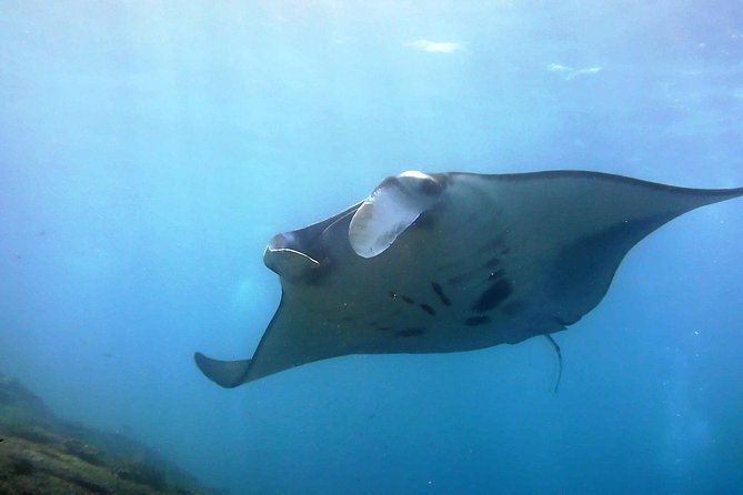 Bali Scuba Diving at Nusa Penida Manta Point For Certified Diver - Nusa Penida, Not a Quick Snorkel Stop: Why This Day Feels Different