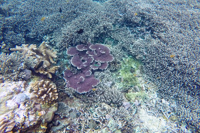 Bali Scuba Diving at Nusa Penida Manta Point For Certified Diver - Price and What $180 Really Buys You (Plus What It Doesn’t)