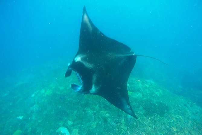Bali Scuba Diving at Nusa Penida Manta Point For Certified Diver - Manta Point First: Big Animals, Real Odds, and Sensible Mindset