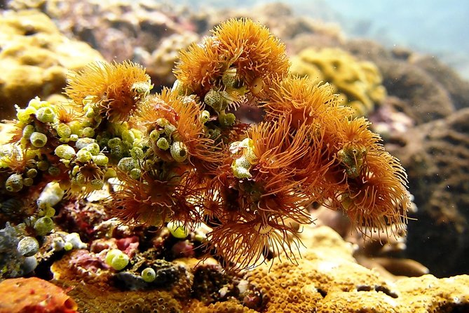 Bali Scuba Diving at Padang Bai for Certified Diver - What’s included underwater: gear, insurance, and certified-only rules