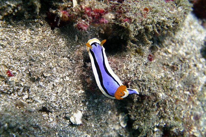 Bali Scuba Diving at Padang Bai for Certified Diver - The day on the water: two guided underwater sessions