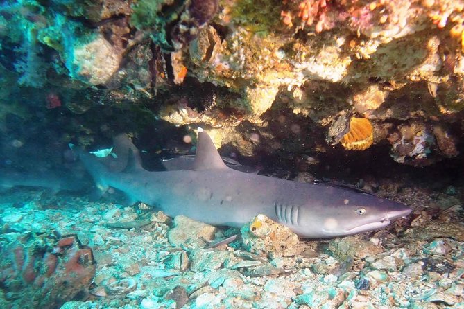 Bali Scuba Diving at Padang Bai for Certified Diver - Getting there: shuttle routes and the real feel of the morning