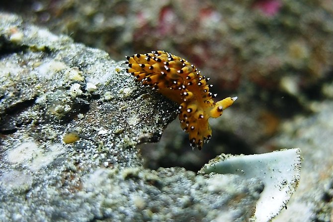 Bali Scuba Diving trip at Tulamben for Certified Diver - Price and value: what $98.34 is really paying for