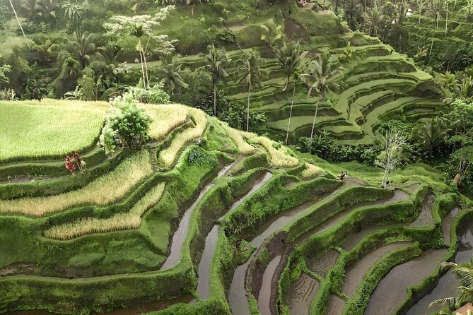 Bali Shore Excursions : Best of Bali Tour - Price and value: $25 is for transport and focus, not a free buffet