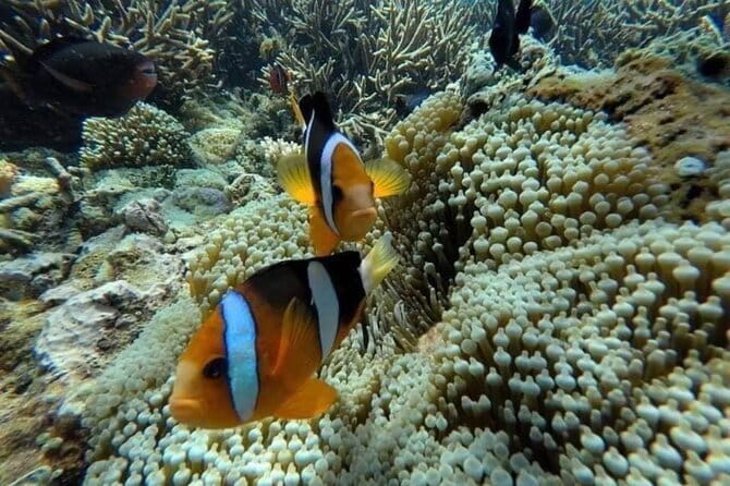 Bali Snorkling Blue Lagoon Beach with Lunch & Private Transport - Price and value: what $23 gets you in real terms