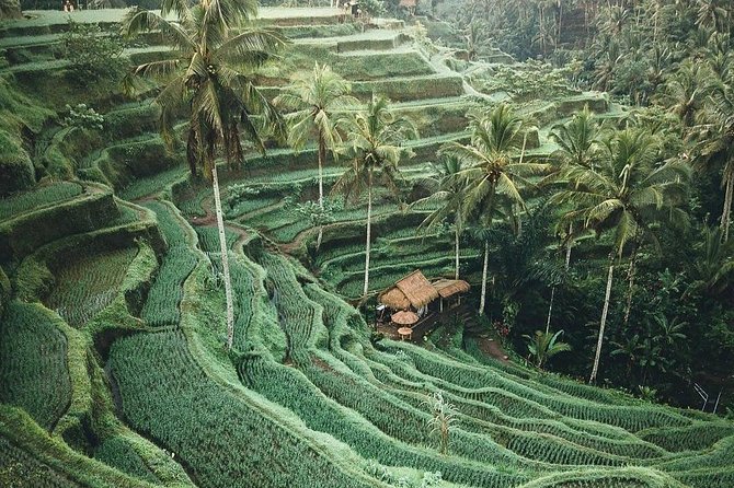 Bali Tour Customized With Local Guide - Timing strategy: how to avoid the usual Bali day traps