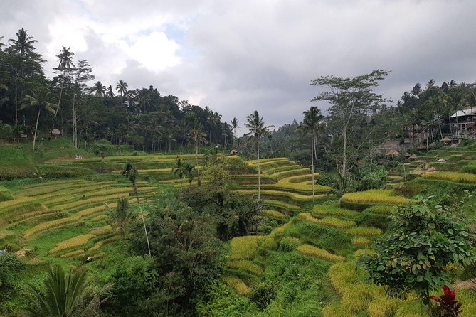 Bali Tour: Ubud Most Popular Place - Tegenungan Waterfall: your easy first hike