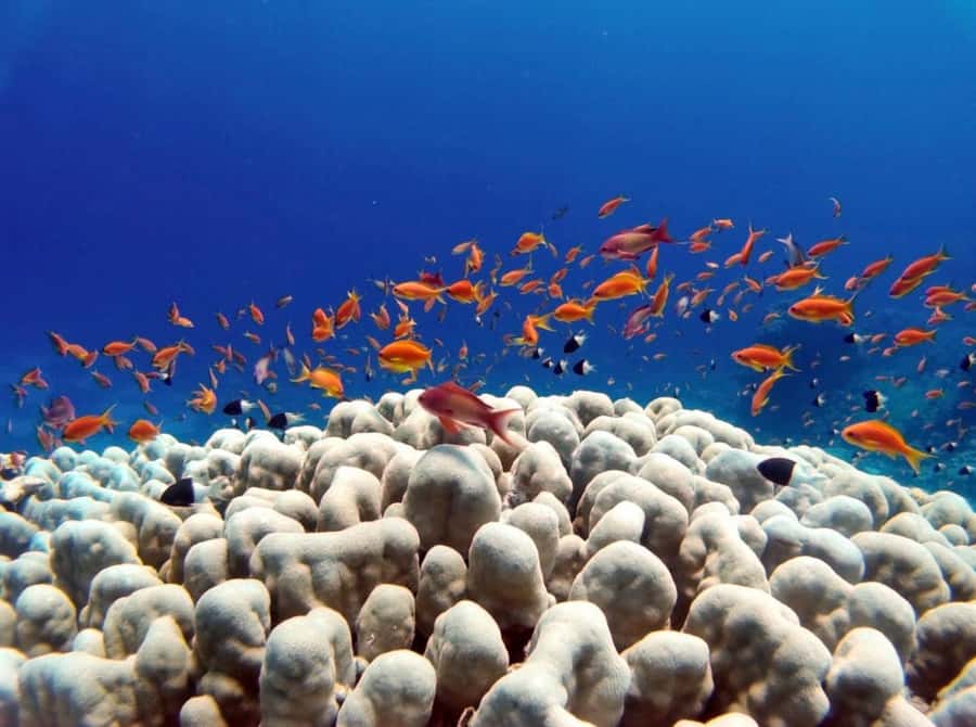 Bali: Underwater Sea Walk, Uluwatu Temple, and Kecak Dance - After the water: resetting before Uluwatu’s stairs and cliffs