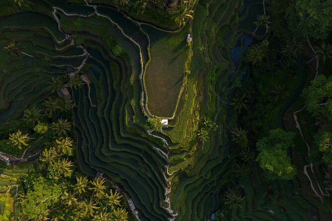 Best Day Tour - #1 Ubud Top Attraction - Key things to know before you go