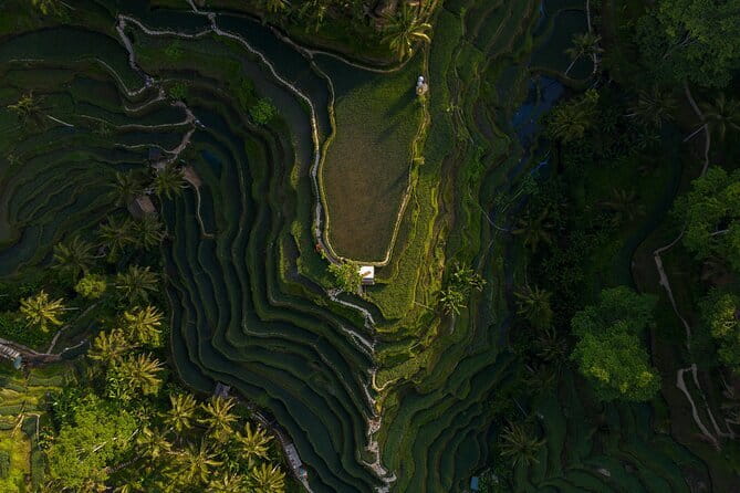 Best Day Tour - #3 World Cleanest Traditional Village - Why Ubud Plus Penglipuran Feels Like a Smart Full-Day Mix