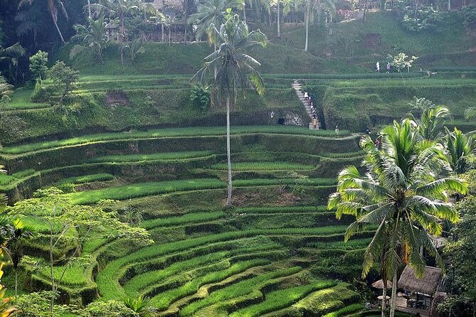 Best Of Ubud Private Day Tour With Local Guide - Private Ubud Day: Why This Route Makes Sense for First-Timers