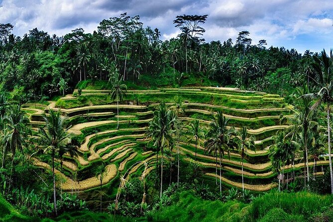 Best Of Ubud Private Day Tour With Local Guide - Tegalalang Rice Terraces: Where the Views Feel Worth the Ride