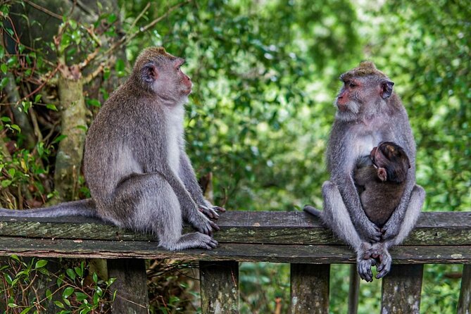 Best Of Ubud Private Day Tour With Local Guide - Pickup From Kuta and the Real-Life Timing You Should Expect