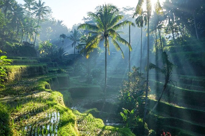 Best of Ubud: Rice Terrace, Temple and Waterfall Private Tour - Key points worth knowing before you go