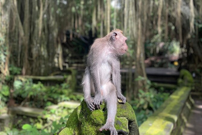 Best of Ubud Sightseeing Private All Inclusive Tour - The private rhythm: pickup, timing, and an English-speaking guide