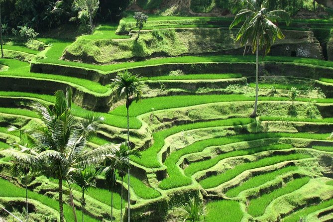 Best Of Ubud Tours - Key things I’d plan around
