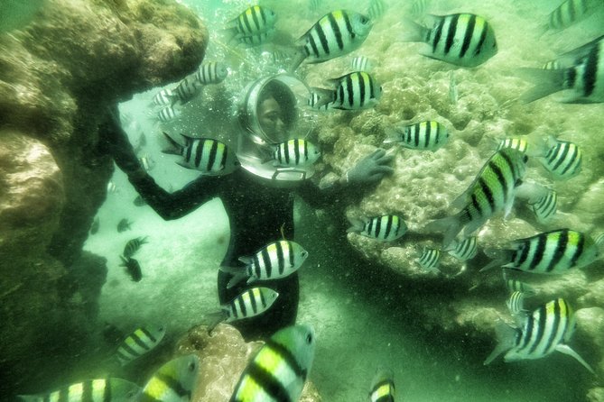 Best Package 3 in One Water Sport - Seawalker Helmet Walk and Fish Feeding: What Makes It Different