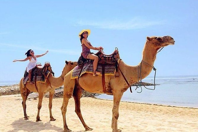 Camel Safari 30 minutes In White Sand Beach - Getting On the Camel: Safety Tips and Weight Rules You Must Check