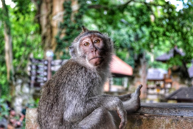 Cretya Ubud and Monkey Forest Sanctuary Tours - Price and value: what you’re paying for (and what you’re not)