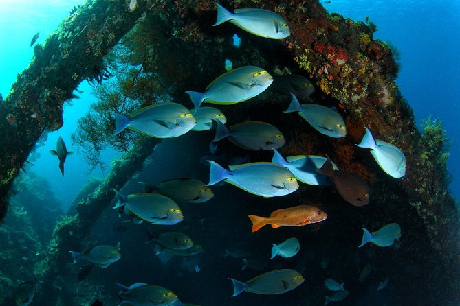Day Trip certified divers - 3 Dives in Tulamben (pick-up & drop-off included) - USS Liberty wreck: the main draw in Tulamben