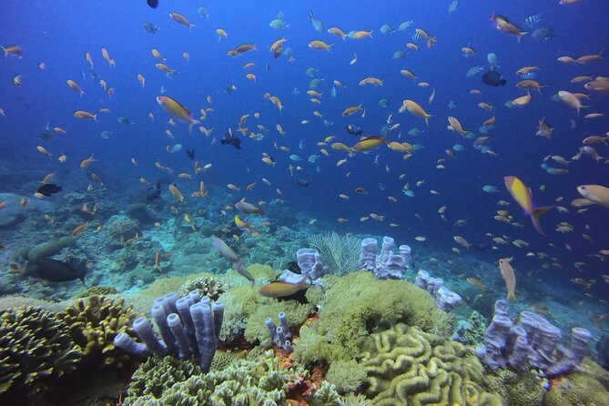 Day Trip snorkeling Nusa Penida - Manta 3 sites (from south bali) - Penida manta-area spots: Manta Point, Manta Bay, and the reef variety
