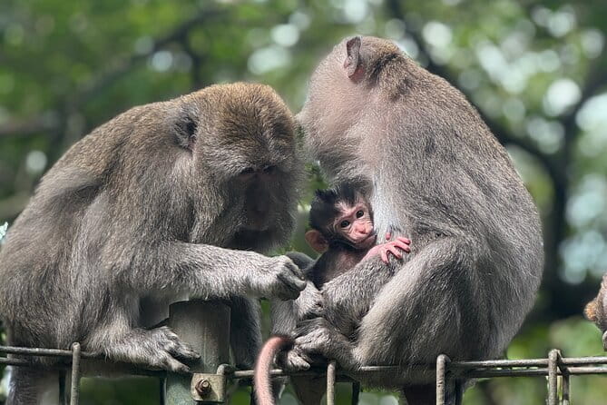 Discover Bali Best Tours: Tanah Lot, Monkey Forest, and Waterfall - A private Bali day from Kuta: smooth logistics, real freedom