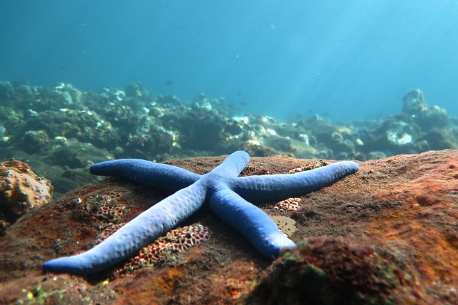 Discover Scuba Diving Tulamben Bali For Non-Certified Divers - Key highlights to know before you go