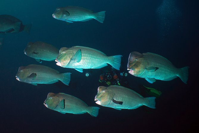 Diving at Tulamben Liberty Shipwreck 2 dives for certified divers - Key highlights you’ll feel right away