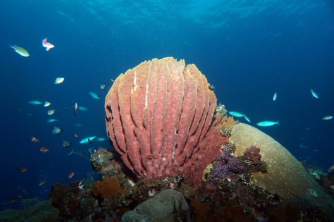 Diving at Tulamben Liberty Shipwreck 2 dives for certified divers - Price and value: why $143 can feel fair (if you use what’s included)