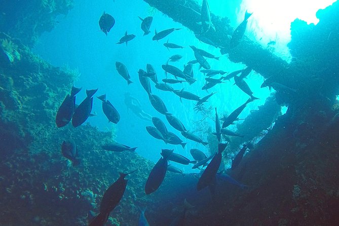 Diving in Tulamben - Key highlights to know before you go