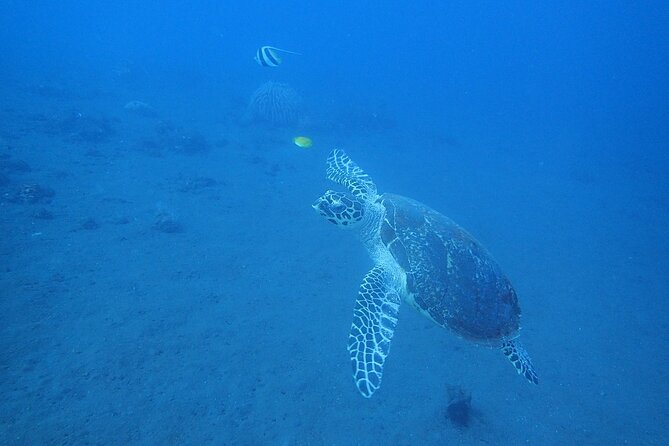 Diving in Tulamben - Safety, coaching style, and the names that show up repeatedly