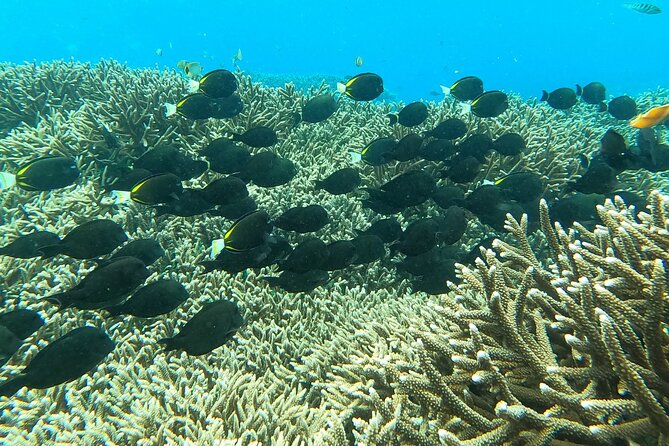 Experience Snorkeling in Sanur - Stop at Sanur: manmade underwater features and a Balinese gate