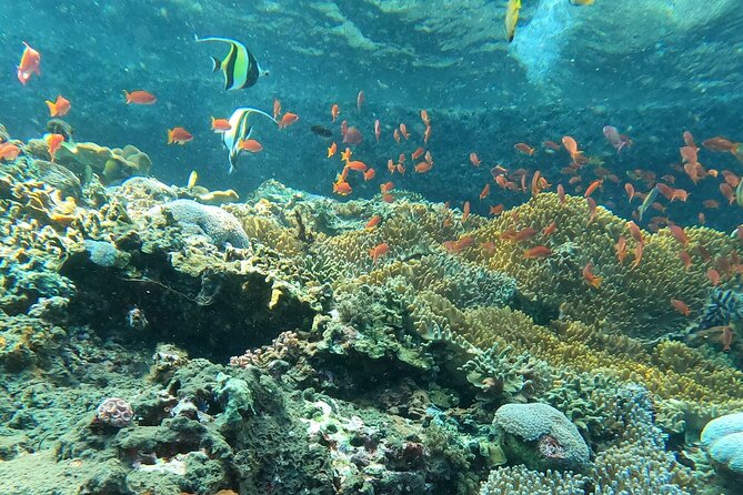 Experience Snorkeling in Sanur - How the itinerary actually feels in real time