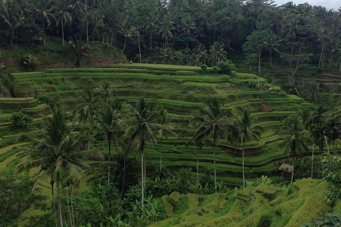 Favorite Sites of Ubud Daytrip - Quick hits before you go