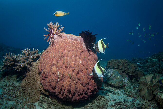 Full-Day Discover Scuba Diving Tour for Beginners in Tulamben - The Progressive First Step: Skills in Shallow Water