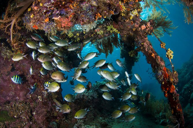 Full-Day Discover Scuba Diving Tour for Beginners in Tulamben - Coral Garden Session: Practicing With Marine Life