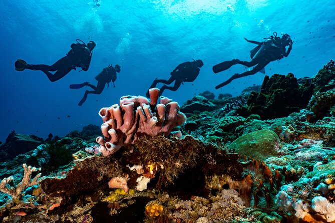 Full-Day Discover Scuba Diving Tour for Beginners in Tulamben - USS Liberty Wreck: The Big Underwater Landmark