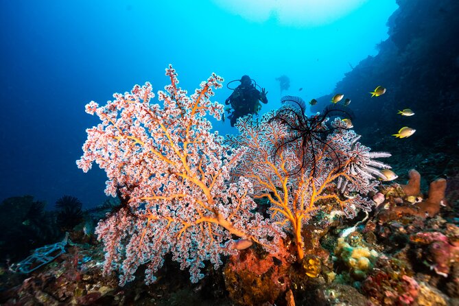 Full-Day Discover Scuba Diving Tour for Beginners in Tulamben - Gear, Cameras, and What’s Included vs Extra
