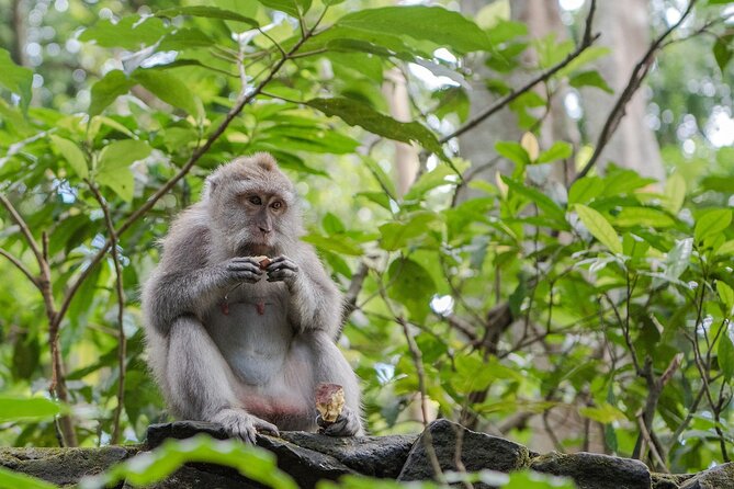 Full-Day Highlights and Best of Ubud Village - Indonesian lunch in Ubud village: where the day turns from sightseeing to real life